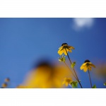 Фото Sony Об'єктив Sony 50mm f/2.8 FE Macro (SEL50M28.SYX)
