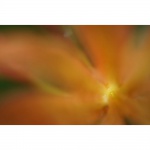 Фото Sony Об'єктив Sony 50mm f/2.8 FE Macro (SEL50M28.SYX)