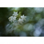 Фото Sony Об'єктив Sony 50mm f/2.8 FE Macro (SEL50M28.SYX)
