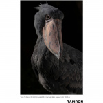 Фото Tamron Объектив TAMRON AF 70-180mm F/2.8 Di III VXD для Sony  Fullframe (EU)