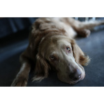 Фото Sony Фотокамера Sony Alpha A7C II kit (28-60mm) Black (ILCE7CM2LB.CEC)