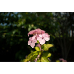 Фото Tamron Объектив Tamron AF 17-50mm F/4 Di III VXD (A068) для Sony E(EU)