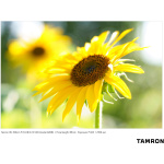 Фото Tamron Объектив Tamron AF 35-150mm f/2-2.8 Di III VXD (Nikon Z)
