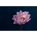Фото GODOX Кольцевая макро вспишка MF-R76 Canon Godox