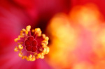 Фото Tamron Объектив Tamron 90mm f/2.8 Di III Macro VXD (Sony E)