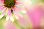 Фото Tamron Объектив Tamron 90mm f/2.8 Di III Macro VXD (Sony E)