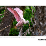 Фото Tamron Об'єктив Tamron 50-300mm f/4.5-6.3 Di III VC VXD (Sony E) EU